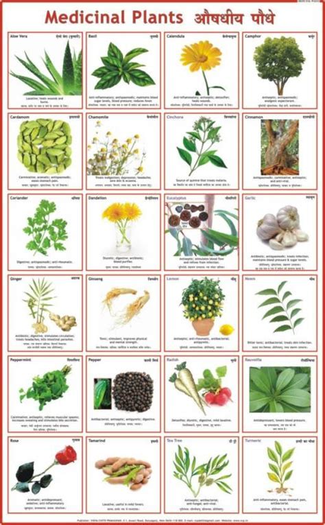 Medicinal Plants Chart Paper Print Educational Posters In India Buy