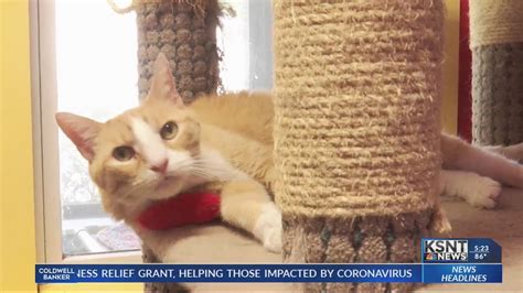 Cat Association Of Topeka Keeping Cats Happy And Healthy While Waiting To Be Adopted Youtube