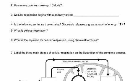 Worksheet: Cellular Respiration and Cell Energy