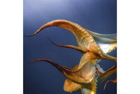 ilmuwan temukan pembiakan gurita terbesar di laut dalam republika online