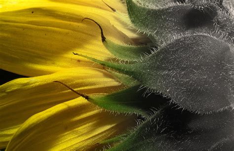 Sunflower Photograph By Itai Minovitz Fine Art America