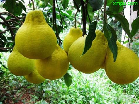Search the world's information, including webpages, images, videos and more. 沙田柚图片_沙田柚种植_沙田柚种类-动植物