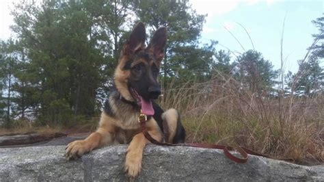 Mclean february 6, 2020 share a. 5 Month Old German Shepherd "Tye" Before/After Video ...