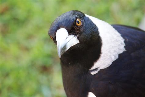 Magpies Help Each Other Remove Tracking Devices Birdnote