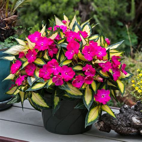 New Guinea Impatiens A Colorful Option For Shade And Part Shade