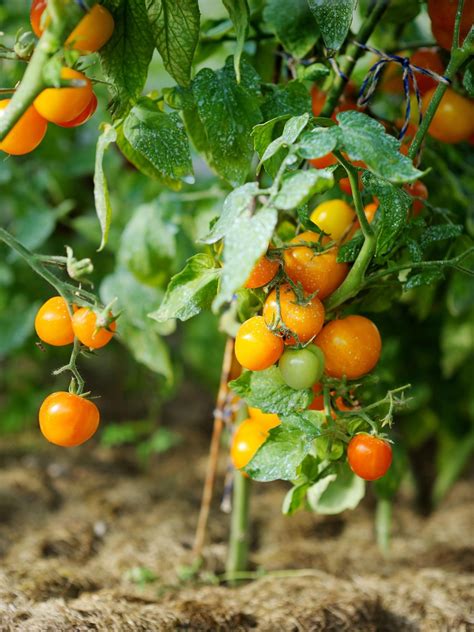 I read a tip on a gardening page and decided to give it a try, and it worked. How To Get Rid Of Tomato Hornworms Naturally - CREATIVE ...