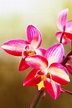 Orquídea salvaje foto de archivo. Imagen de flora, salvaje - 27695978