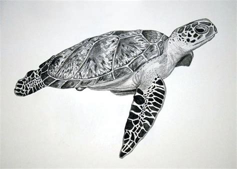 12 Sea Turtle Baby With Mom Drawing Turtle Tattoo Sea Tattoos