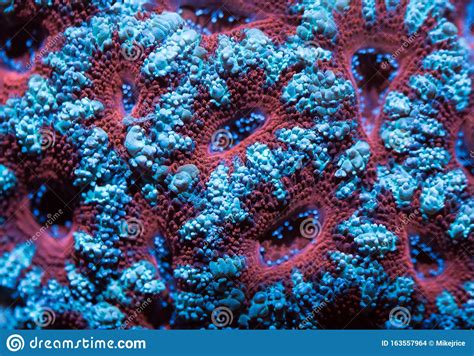 Micromussa Brain Coral Stock Photo Image Of Lordhowensis 163557964