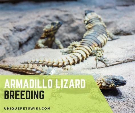 7 Steps Armadillo Lizard Breeding Guide For Beginners