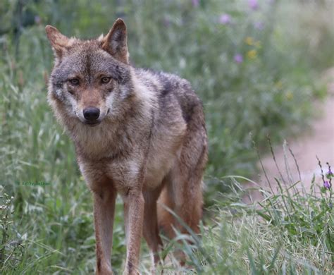 Volunteering Portugal - Iberian Wolf Protection ⋅ Natucate