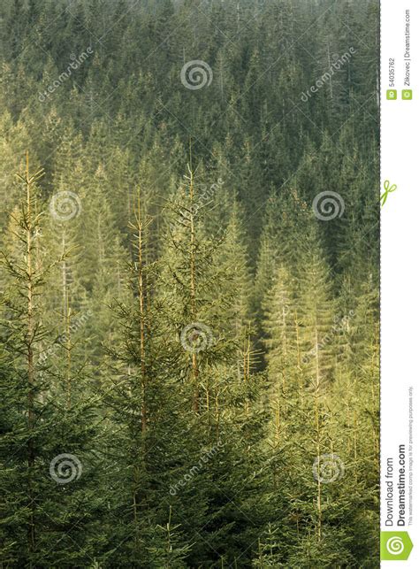 Green Coniferous Forest Lit By Sunlight Stock Photo Image Of Grow