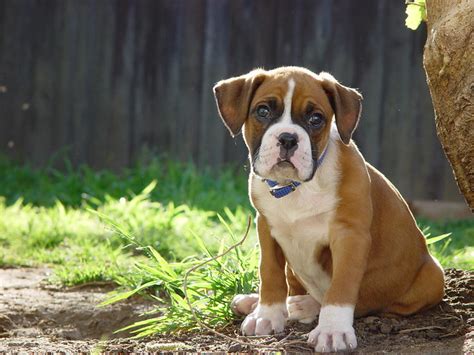 Boxer Puppy Flickr Photo Sharing