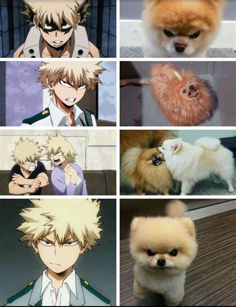 Bakugou Katsuki Angry Pomeranian Anime Canvas Eo