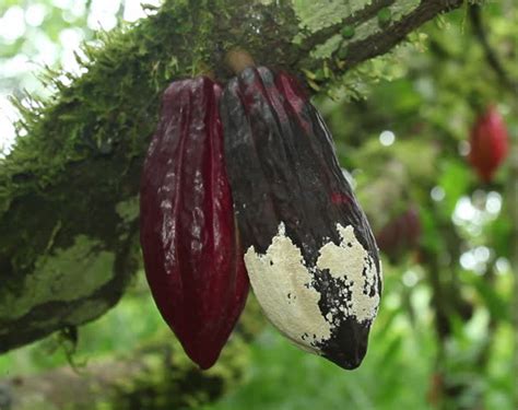 Jamaica Facing A Threat To Its Cocoa Trees Repeating Islands