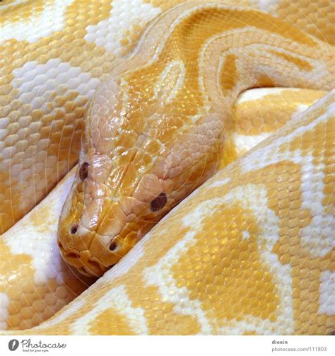 Die pythons sind eine familie von schlangen aus der überfamilie der pythonoidea. Python molurus - Albino (2) - ein lizenzfreies Stock Foto ...