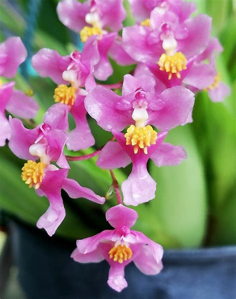 Oncidium Sotoanum