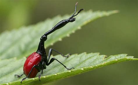 10 Of The Weirdest Looking Bugs On Earth Yourwellness