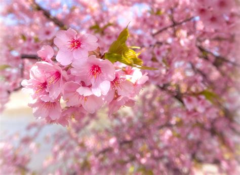 Foto Japanische Kirschblüte Rosa Farbe Blumen Hautnah Blühende Bäume