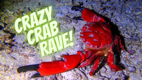 Crazy Crab Rave Youtube