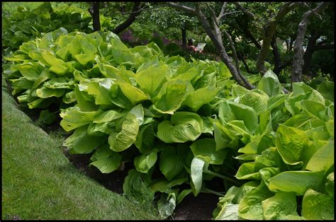 Sum And Substance Hosta Hinsdale Nurseries Welcome To Hinsdale Nurseries