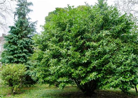 How To Choose Plant And Grow Cherry Laurel Trees Hgtv