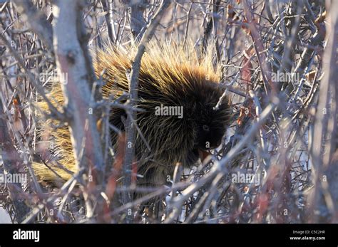 A Porcupine Sits In A Low Lying Tree Slowly Eating The Bark Off Its