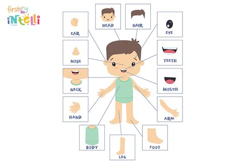 Teach Kids Human Body Parts Names And Its Functions