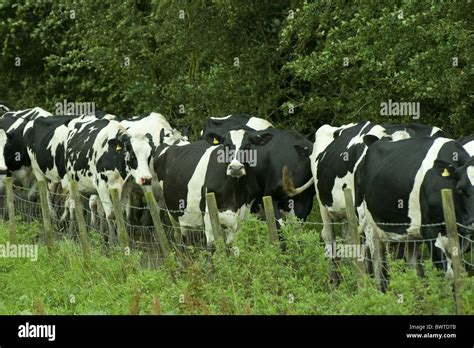 Milk Milking Cows Holstein Dairy Friesian Friesians Holstein Holsteins