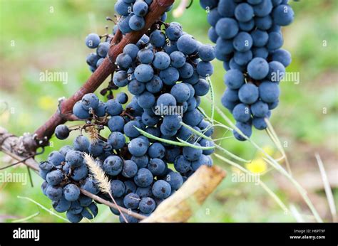 Grapes On Vine And Grass Stock Photo Alamy