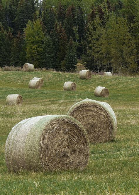 Hay Balls Field Grass Landscape Free Image From Needpix