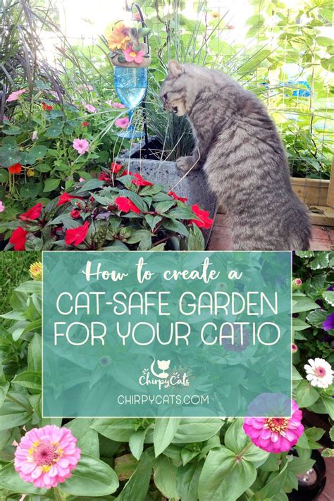 A Cat Safe Garden Of Non Toxic Plants Your Cats Will Love Cat Plants