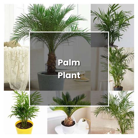 How To Grow Palm Plant Plant Care And Tips Norwichgardener