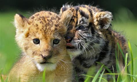 Baby Tiger And Baby Lion Become Besties All About Japan