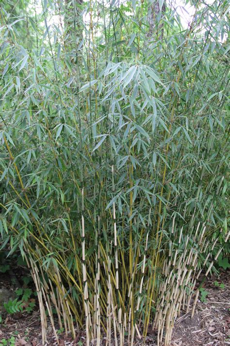 Fargesia Robusta Pingwu Green Screen Bamboo Garden