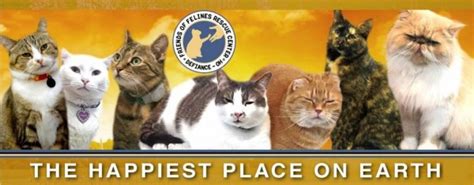 Friends Of Felines Rescue Center — A Non Profit Cage Free No Kill