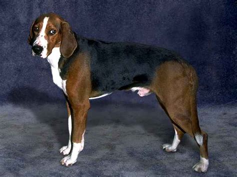 Finnish Hound Dog Breeds