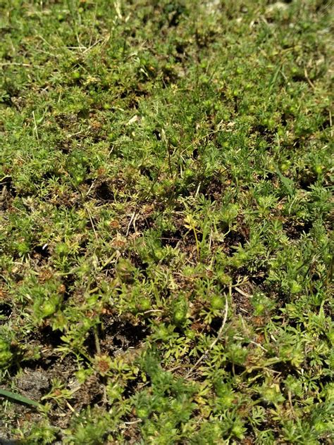 Lawn Burweed Prevention Its Now Or Never Candler Evans Ag Updates