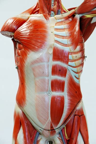 Front view of muscle anatomy of male chest and torso featuring major muscular groups including the sternocostal, rectus abdominis, pectoralis major, serratus anterior and latissimus dorsi. Male Muscle Figure - HUMAN ANATOMY WEB SITE