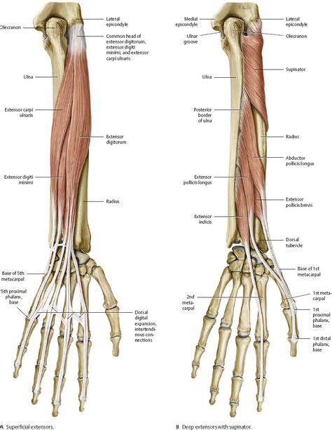 Arm Anatomy