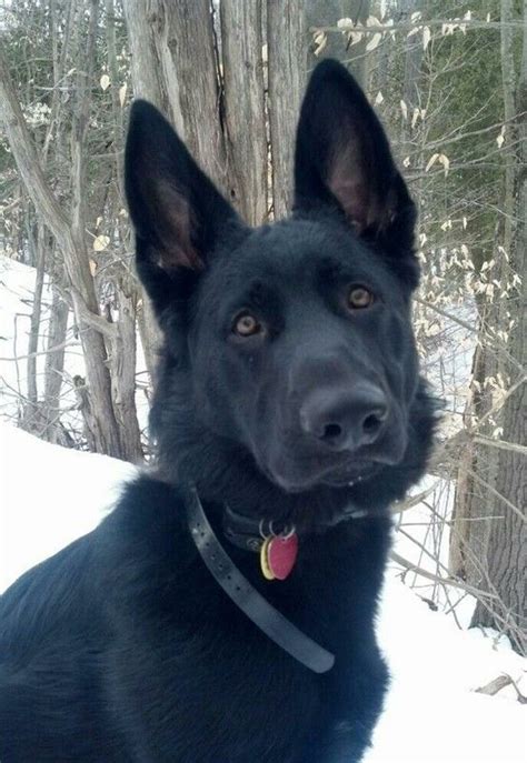 Breeders that guarantee their puppies will exhibit specific characteristics, look a certain way or grow to an exact size are providing false information. Pin by Eva M. Shelton on Black german shepherd | Black ...