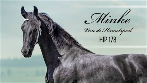 Sold Hip 178 Minke Van De Hamelspoel 2020 Fhana Purebred Friesian