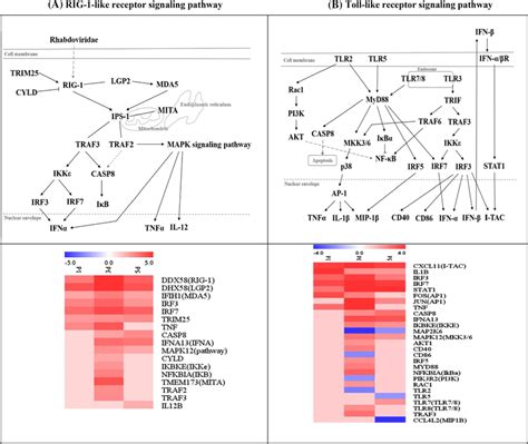 Gene Expression In KEGG Pathways Commonly Identified At All Time Download Scientific Diagram