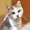 Senior cat is a 'kitten at heart' - nj.com