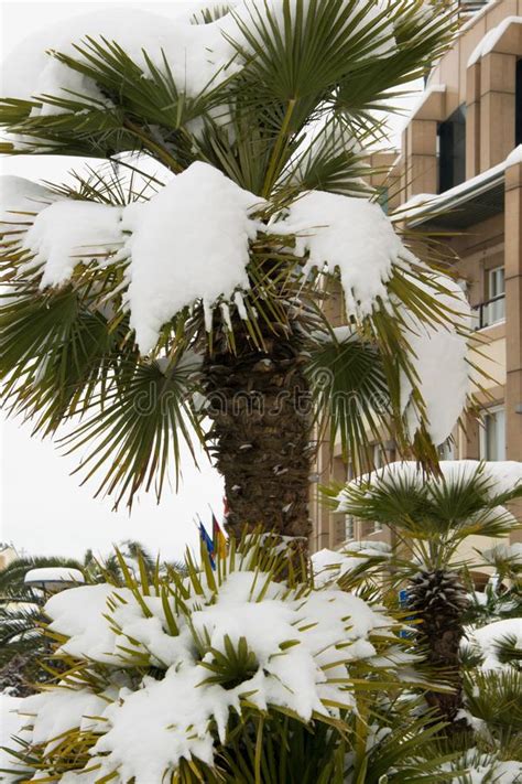 Tropical Palms Covered By Snow Stock Photo Image Of Freeze Scene