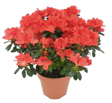 Maybe you would like to learn more about one of these? Plantes d'intérieur en hiver - Jardiner avec Jean-Paul
