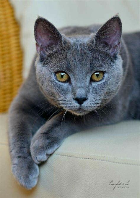 Beautiful Gray Cat Grey Cats Blue Cats Kittens Cutest Cats And