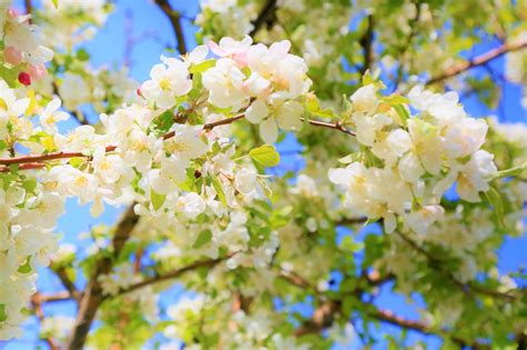 Flowers Spring Nature Free Photo On Pixabay Pixabay