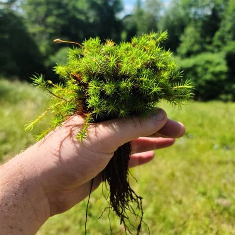 Common Haircap Moss Polytrichum Commune Live Moss For Terrarium