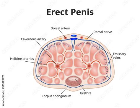 Erect Penis Anatomy Illustration Of Male Physiology Stock Vector Adobe Stock